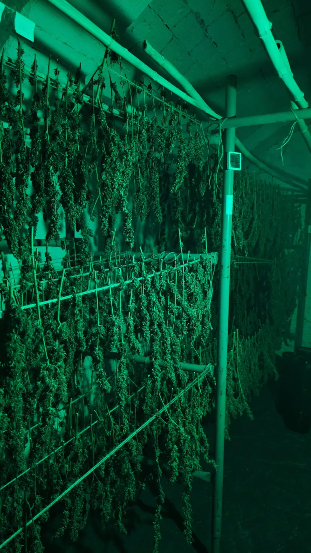 Rangées de plantes de chanvre en séchage sous une lumière verte, dans la cave voûtée