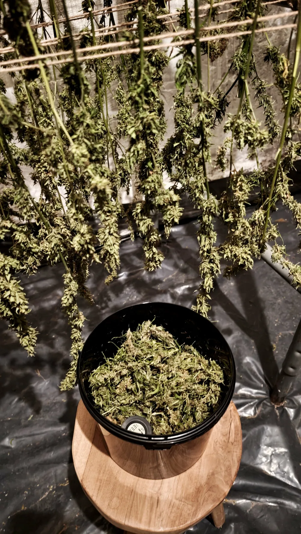 Seau d'affinage rempli de fleurs sèches, posé sur un tabouret en bois sous les plantes suspendues