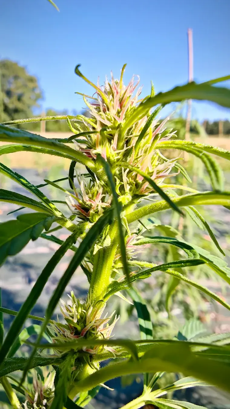 Début de floraison du Canon Pantagruélion sous le soleil de Touraine