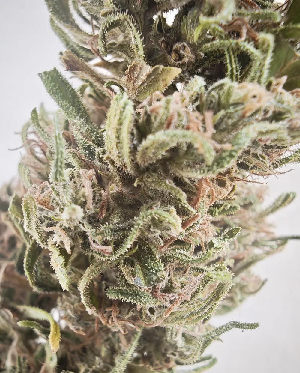 Gros plan d'une tête de chanvre séchée, pistils orangés et trichomes