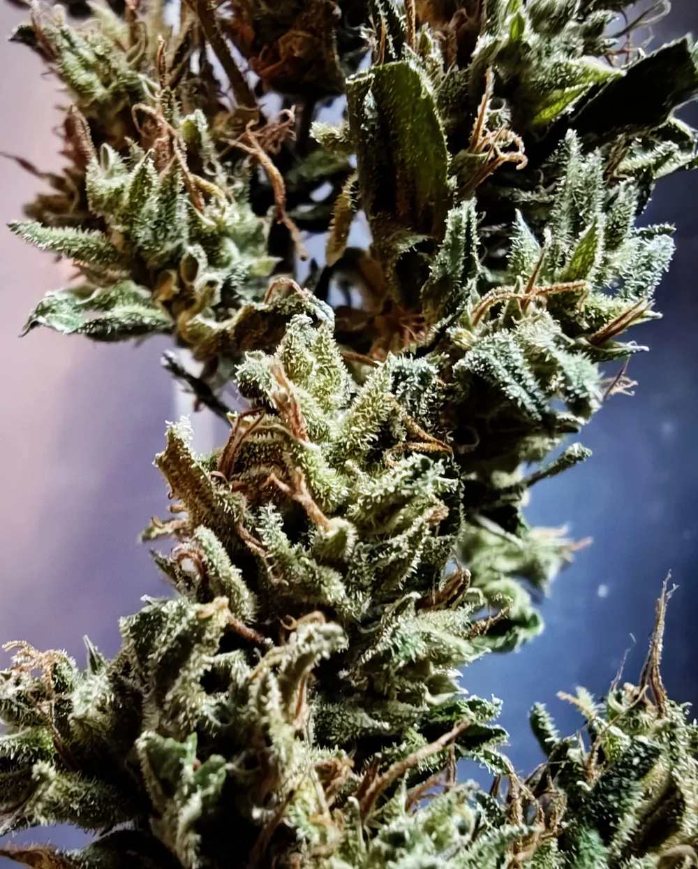 Gros plan d'un apex de chanvre couvert de trichomes