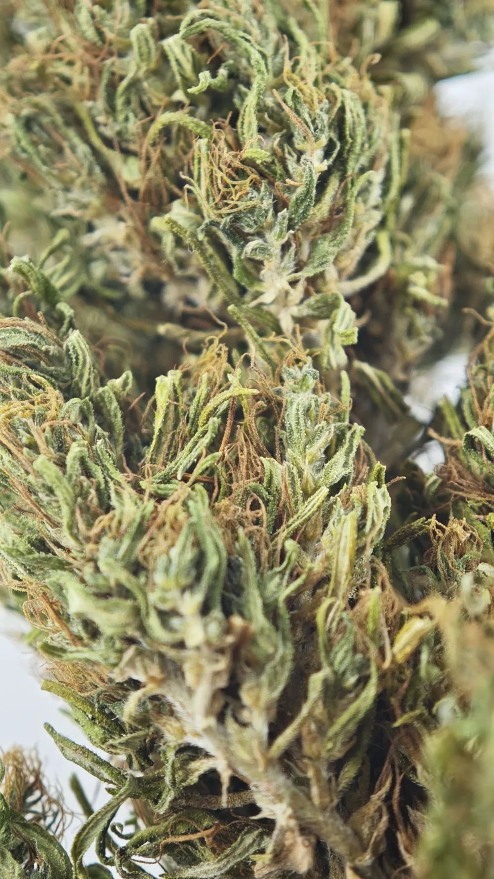 La Dressée — détail de la tête, pistils cuivrés