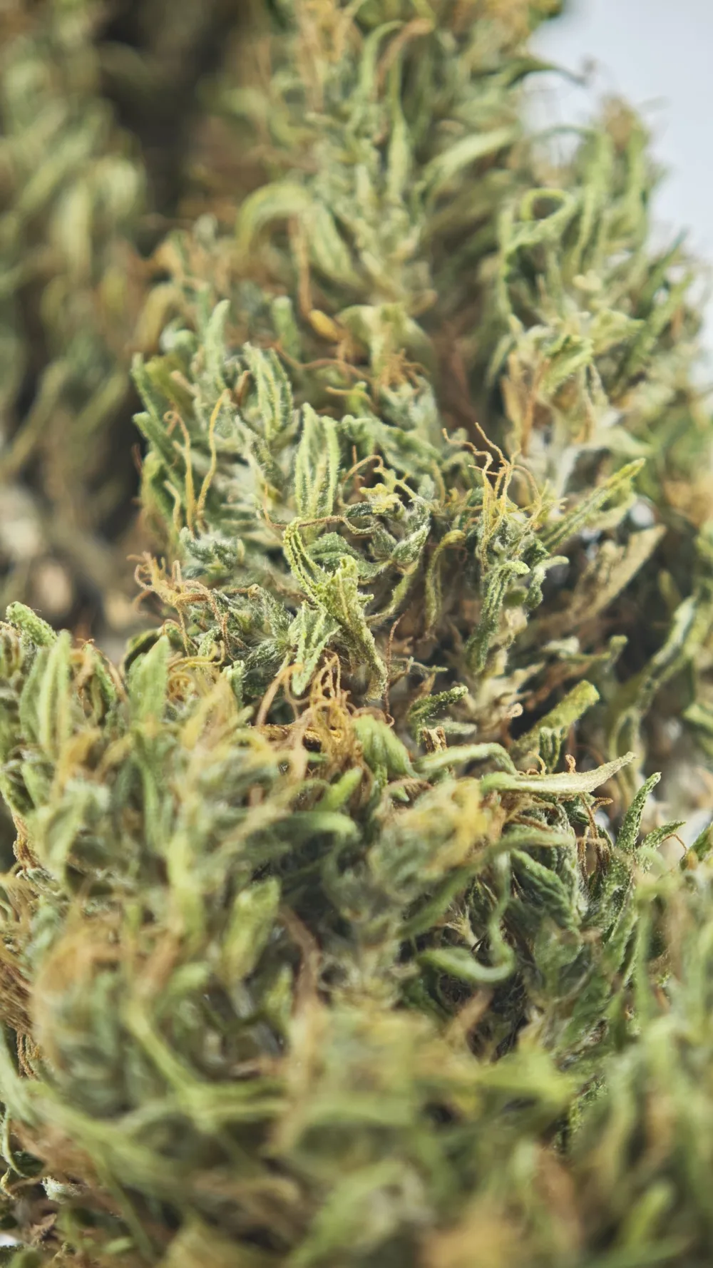La Dressée — détail des calices et trichomes