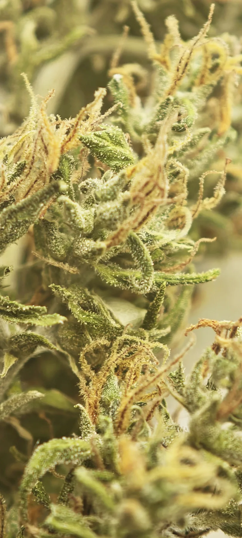 La Dressée — macro des trichomes