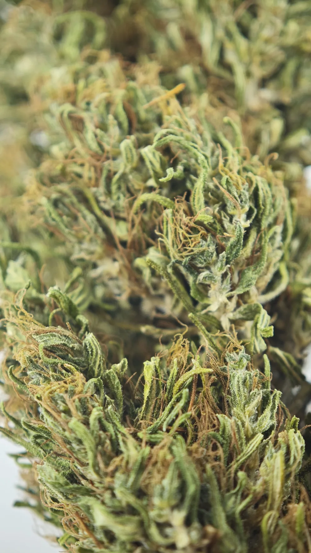 La Dressée — macro des calices