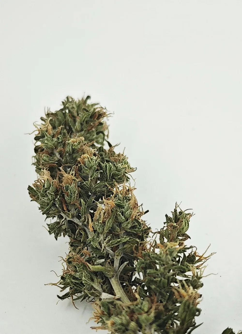 La Dressée — sommité manucurée, pistils cuivrés