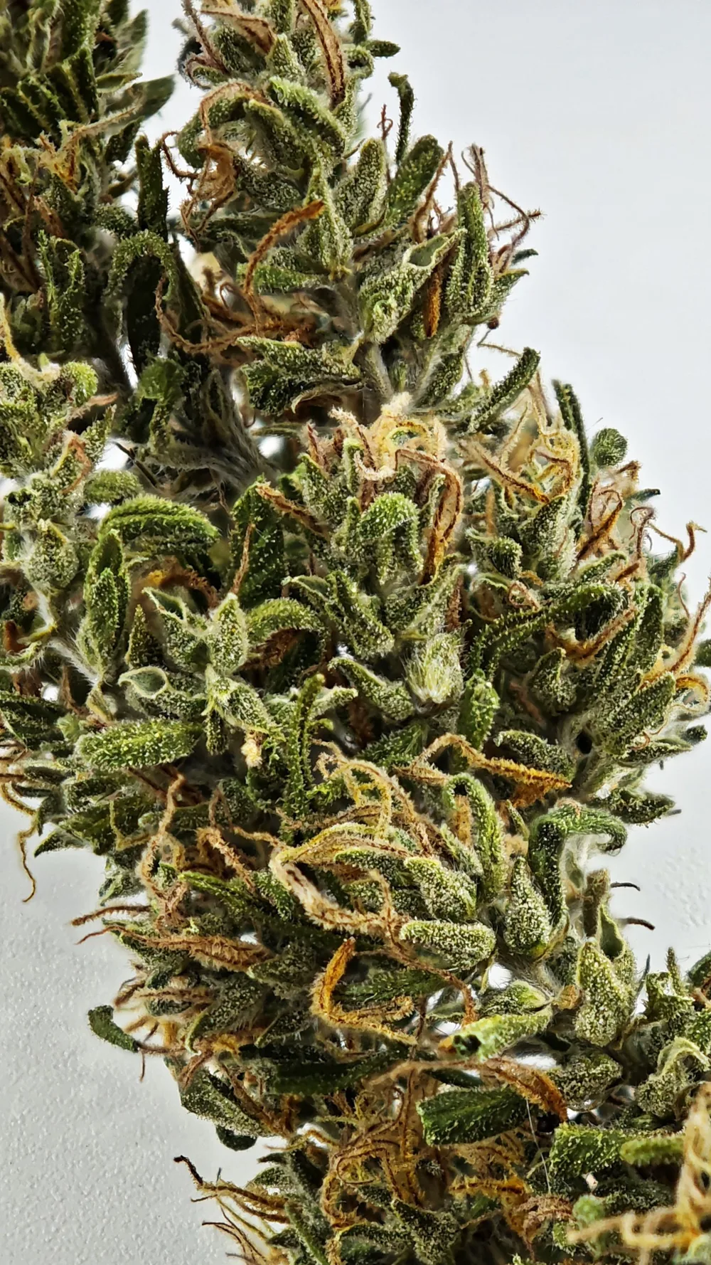 La Dressée — trichomes visibles sur les calices
