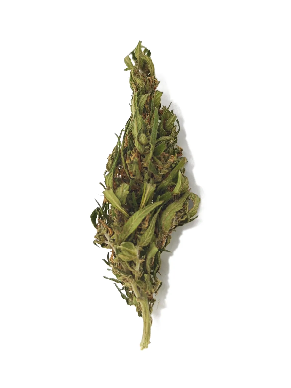 La Franche — une tête entière, feuilles de sucre et pistils cuivrés