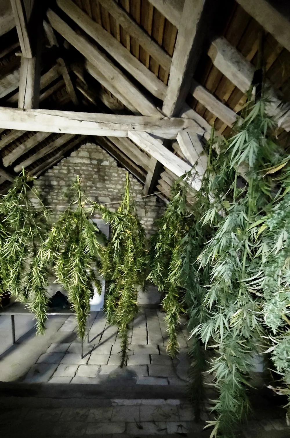 Plantes de chanvre fraîchement coupées, suspendues sous une vieille charpente en bois