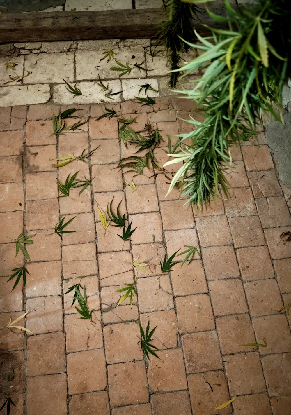 Grandes feuilles de chanvre tombées sur un sol de tomettes anciennes