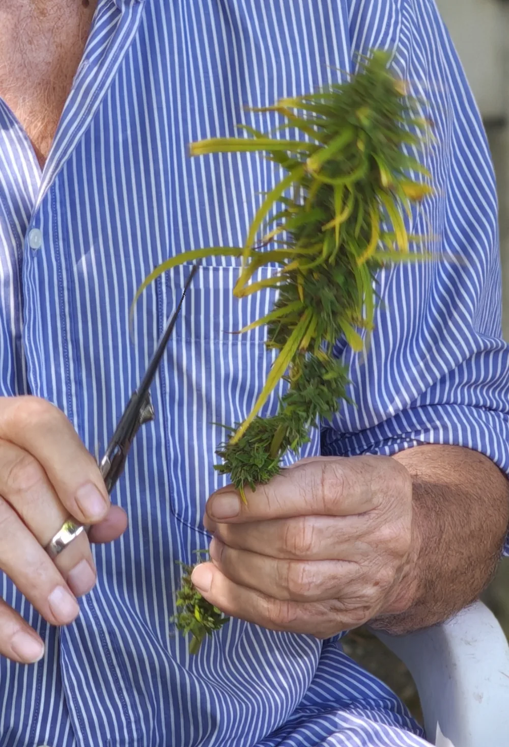 Mains tenant une tête de chanvre fraîche et des ciseaux pendant la manucure