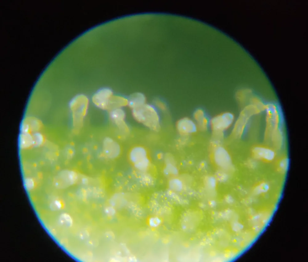 Trichomes de chanvre observés au microscope, têtes de résine laiteuses